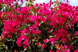Bougainvillier magenta
